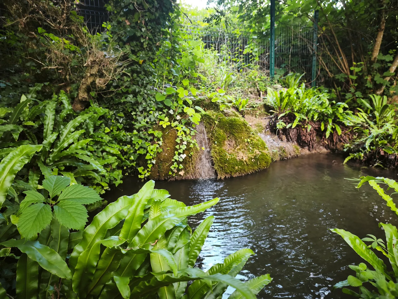 Un filet d'eau claire serpente entre des fougères, du lierre et une roche couverte de mousse, dans le jardin du restaurant La Source à Tursac.